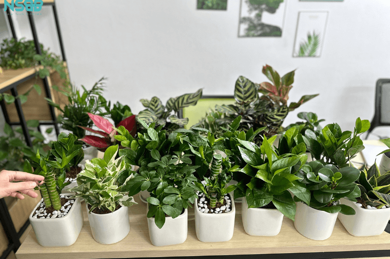 Phần quà đặc biệt được chuẩn bị tận tình chu đáo dành tặng phái nữ